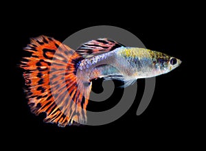 Guppy fish isolated on black background