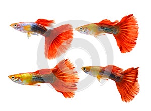 guppy fish isolated on white