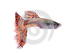 Guppy fish isolated white background