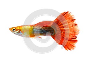 Guppy fish isolated white background