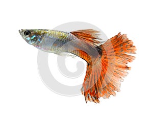 Guppy fish Isolated on white Background