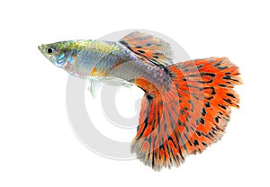 Guppy fish Isolated on white Background