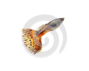 Guppy fish Isolated on white Background