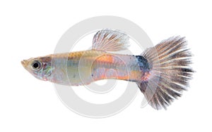 Guppy fish isolated on white background