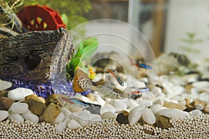 Guppy fish and neon Tetra Paracheirodon in aquarium.