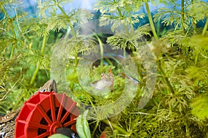 Guppy fish and neon Tetra Paracheirodon in aquarium.