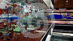 Guppy fish (Poecilia reticulata) swimming in a aquarium