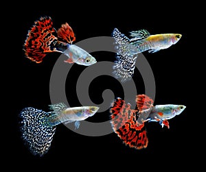 Guppy fish swimming isolated on black