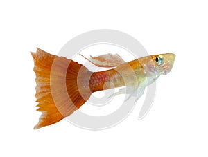 Guppy fish on white background