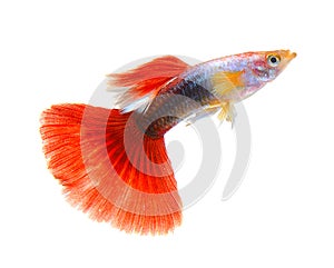 Guppy fish on white background