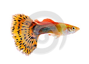 Guppy fish on white background