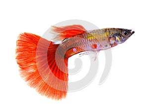 Guppy fish on white background