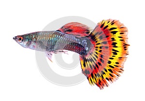 Guppy fish on white background