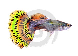 Guppy fish on white background