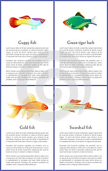 Guppy Gold and Swordtail Fishes Vector Posters