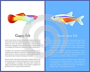 Guppy and Neon Tetra Fish Isolated on White Icons