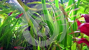 Guppy and Neon Tetra swimming among plants.