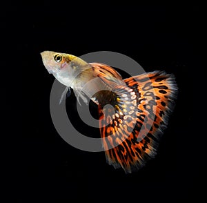 Guppy pet fish swimming isolated