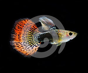 Guppy pet fish swimming isolated