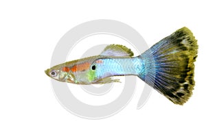 Guppy (Poecilia reticulata)