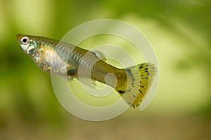 Guppy (Poecilia reticulata)