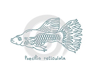 The guppy. Poecilia reticulata, also known as millionfish and rainbow fish. Aquarium fish. Vector contour line. Open