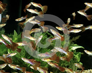 Guppy, poecilia reticulata, Aquarium Fishes