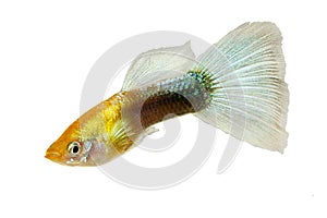 Guppy Poecilia reticulata colorful rainbow tropical aquarium fish photo