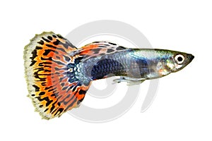 Guppy Poecilia reticulata colorful rainbow tropical aquarium fish