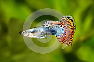 Guppy Poecilia reticulata colorful rainbow tropical aquarium fish photo
