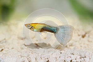 Guppy Poecilia reticulata colorful rainbow tropical aquarium fish photo