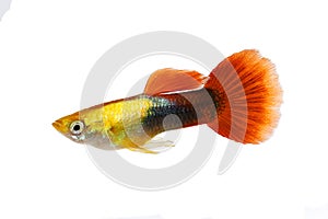 Guppy red Poecilia reticulata colorful rainbow tropical aquarium fish