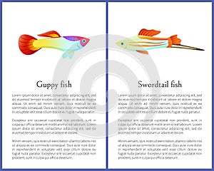 Guppy and Swordtail Fish Isolated on White Icons