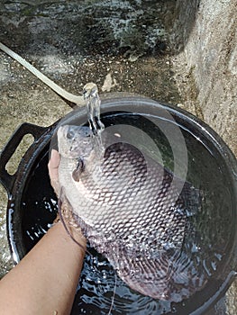 Gurame fish - freshwater fish - indonesian fish