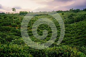 Guria tea plantation greenery nature landscape