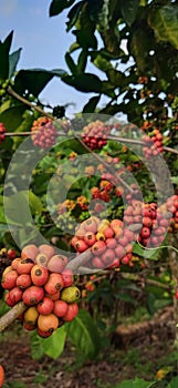 Guriah coffee is a type of coffee that many farmers and coffee lovers enjoy doing