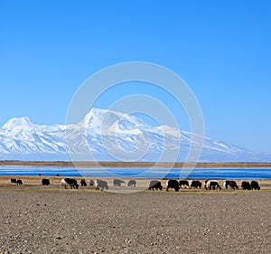 Gurla Mandhata Mount and herd of yaks in Tibet, China