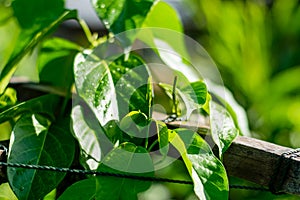 Gurmar medicinal plant