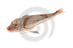 Gurnard fish
