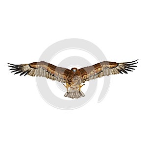 Gurney Eagle on white. Front view. 3D illustration