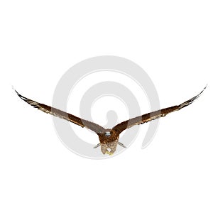 Gurney Eagle on white. Front view, 3D illustration