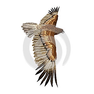 Gurney Eagle on white. Side view. 3D illustration