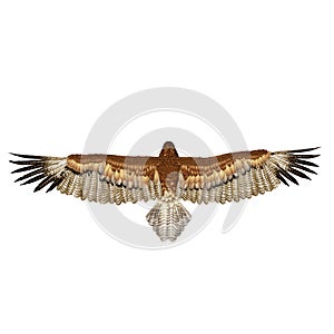 Gurney Eagle on white. Top view. 3D illustration