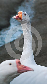 Guse wild  nature countrie