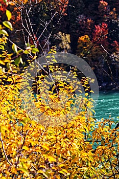 Gushing Niagara river seen through the golden fall foliage, Niagara Falls, ON, Canada