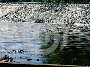 Gushing water at a weir power station