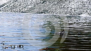 Gushing water at a weir power station