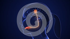 Gustatory Neural Network for Taste Detection