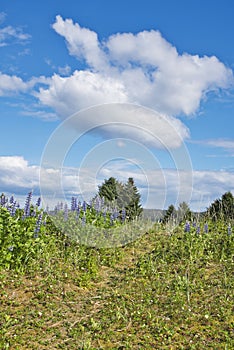 Gustavus trail in summer with wildflowers