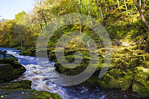 Gusty river in green forest at summer.